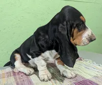 AKC Hope, a female Basset Hound for sale in Fredericksburg, TX – 2 of 6
