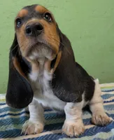 AKC Racker, a male Basset Hound for sale in Fredericksburg, TX – 2 of 5