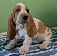 AKC Jingo, a male Basset Hound for sale in Fredericksburg, TX – 2 of 5