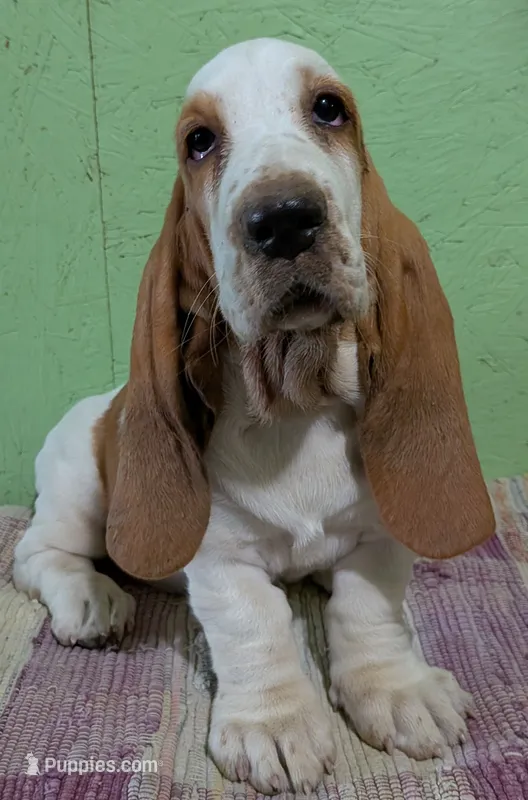 AKC Nadine  – Basset Hound puppy for sale in Fredericksburg, TX