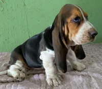 AKC Nixie, a female Basset Hound for sale in Fredericksburg, TX – 3 of 6