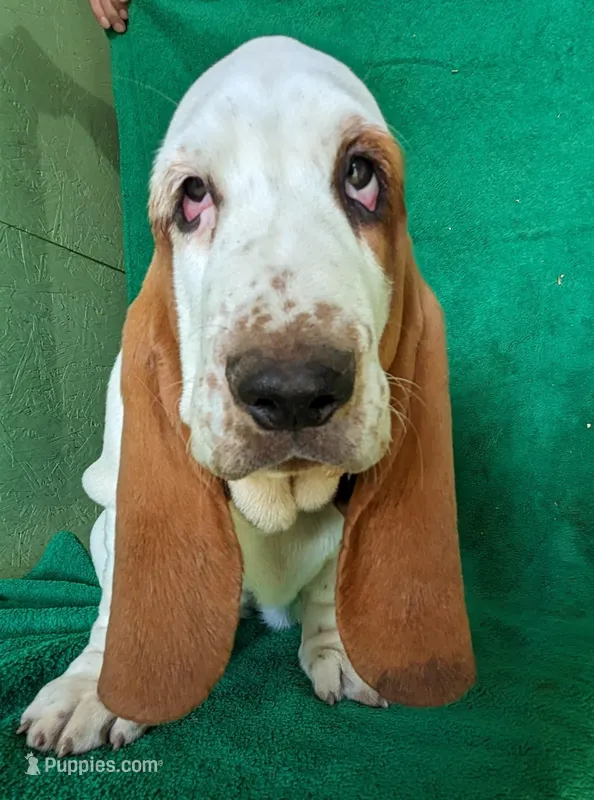 AKC Arco – Basset Hound puppy for sale in Fredericksburg, TX