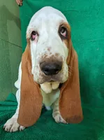 AKC Arco, a male Basset Hound for sale in Fredericksburg, TX – Photo 1 of 5