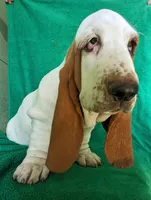 AKC Arco, a male Basset Hound for sale in Fredericksburg, TX – Photo 2 of 5