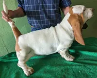 AKC Arco, a male Basset Hound for sale in Fredericksburg, TX – Photo 4 of 5