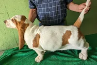 AKC Arco, a male Basset Hound for sale in Fredericksburg, TX – Photo 3 of 5