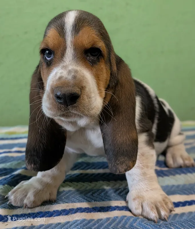 AKC Rico – Basset Hound puppy for sale in Fredericksburg, TX
