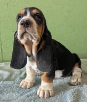 AKC Hope, a female Basset Hound for sale in Fredericksburg, TX – 3 of 6
