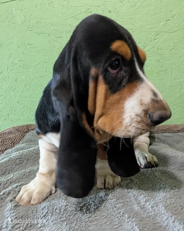 AKC Hope – Basset Hound puppy for sale in Fredericksburg, TX