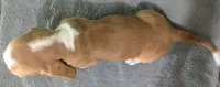 AKC Kayson, a male Basset Hound for sale in Fredericksburg, TX – 5 of 5