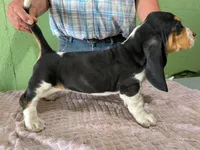 AKC Nolan, a male Basset Hound for sale in Fredericksburg, TX – 4 of 6