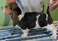 AKC Raven, a female Basset Hound for sale in Fredericksburg, TX – 3 of 5