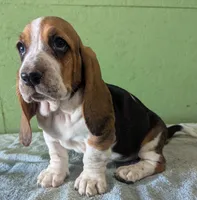 AKC Janae, a female Basset Hound for sale in Fredericksburg, TX – 2 of 5