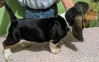 AKC Dempsey HOLD, a male Basset Hound for sale in Fredericksburg, TX – 4 of 5
