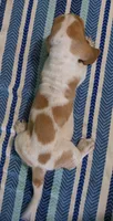 AKC Jinka, a female Basset Hound for sale in Fredericksburg, TX – 5 of 5