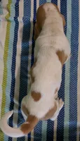 AKC Jingo, a male Basset Hound for sale in Fredericksburg, TX – 5 of 5