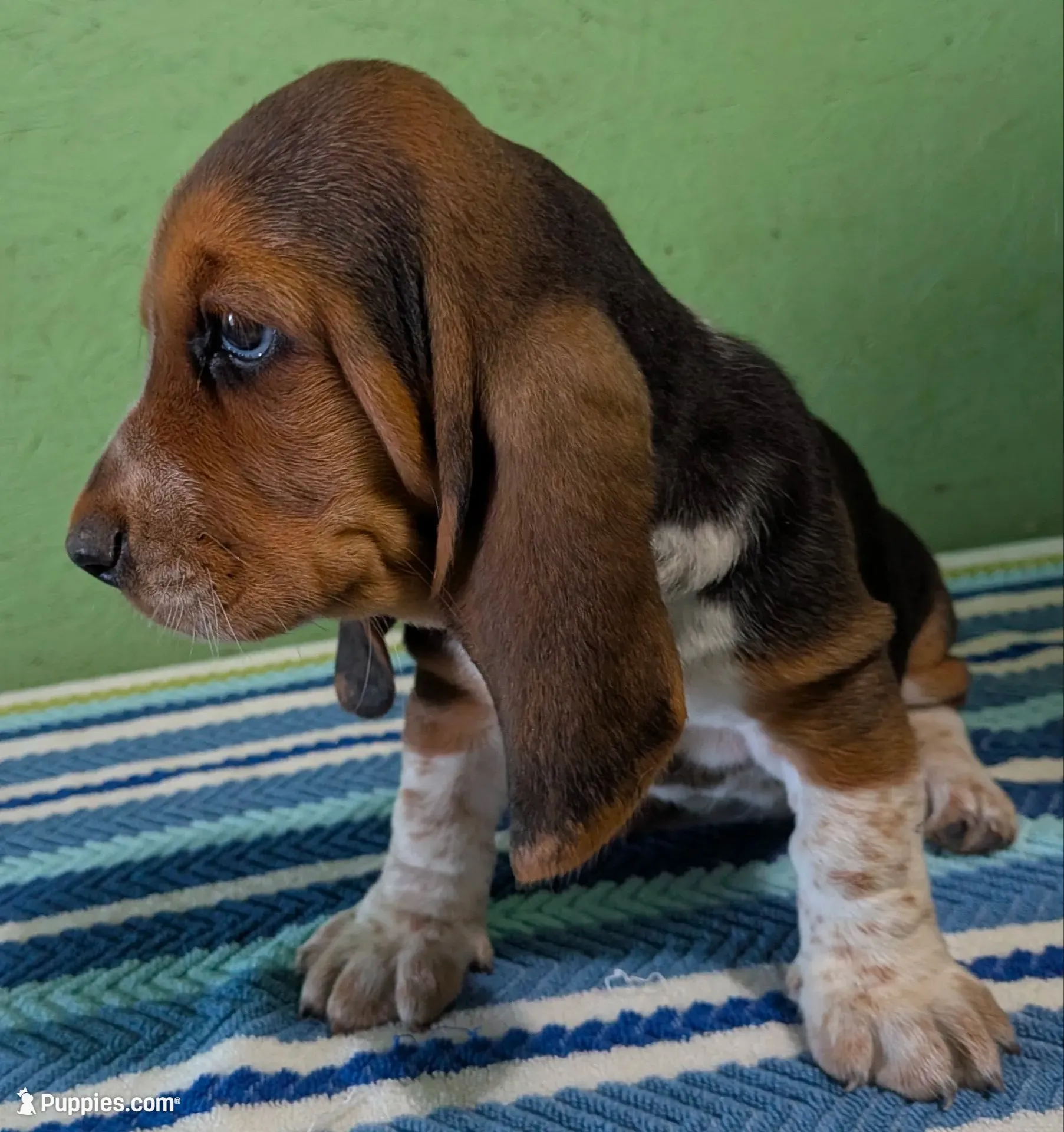 AKC Jodie, a female Basset Hound for sale in Fredericksburg, TX – 2 of 5
