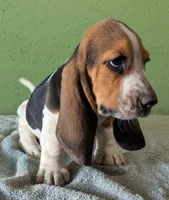 AKC Tanya, a female Basset Hound for sale in Fredericksburg, TX – 3 of 6