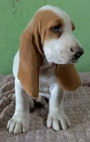 AKC Dove, a female Basset Hound for sale in Fredericksburg, TX – 2 of 5