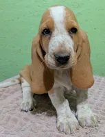 AKC Dawn, a female Basset Hound for sale in Fredericksburg, TX – 2 of 5