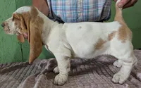 AKC Neville, a female Basset Hound for sale in Fredericksburg, TX – 5 of 6