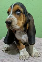 AKC Dudley HOLD, a male Basset Hound for sale in Fredericksburg, TX – 2 of 5