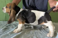 AKC Tanya, a female Basset Hound for sale in Fredericksburg, TX – 5 of 6