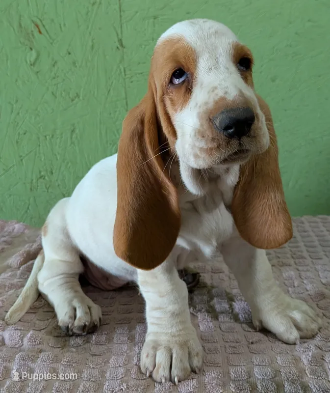 AKC Neville – Basset Hound puppy for sale in Fredericksburg, TX