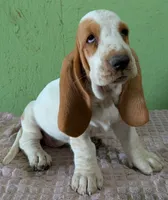 AKC Neville, a female Basset Hound for sale in Fredericksburg, TX – 1 of 6