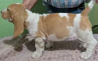 AKC Delilah, a female Basset Hound for sale in Fredericksburg, TX – 4 of 5
