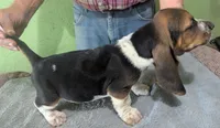 AKC Kenzo, a male Basset Hound for sale in Fredericksburg, TX – 4 of 6