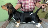 AKC Hailey, a female Basset Hound for sale in Fredericksburg, TX – 6 of 8
