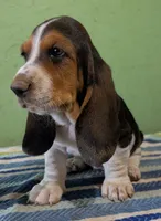 AKC Ranko, a male Basset Hound for sale in Fredericksburg, TX – 2 of 5