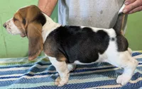 AKC Reggie, a male Basset Hound for sale in Fredericksburg, TX – 3 of 5