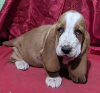 AKC Arella, a female Basset Hound for sale in Fredericksburg, TX – Photo 1 of 4