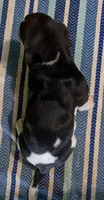 AKC Ranko, a male Basset Hound for sale in Fredericksburg, TX – 5 of 5