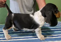 AKC Jakira, a female Basset Hound for sale in Fredericksburg, TX – 3 of 5