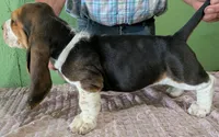 AKC Nixie, a female Basset Hound for sale in Fredericksburg, TX – 4 of 6