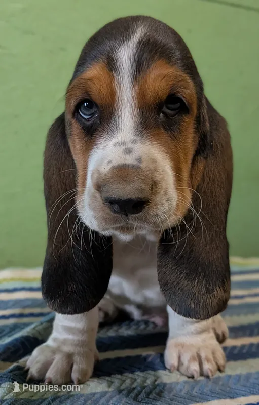 AKC Ranko – Basset Hound puppy on hold in Fredericksburg, TX