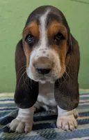 AKC Ranko, a male Basset Hound for sale in Fredericksburg, TX – 1 of 5