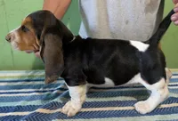 AKC Ranko, a male Basset Hound for sale in Fredericksburg, TX – 4 of 5