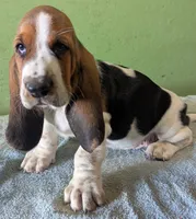 AKC Toby, a male Basset Hound for sale in Fredericksburg, TX – 3 of 6