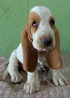 AKC Neville, a female Basset Hound for sale in Fredericksburg, TX – 2 of 6