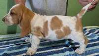 AKC Jussi, a female Basset Hound for sale in Fredericksburg, TX – 3 of 5