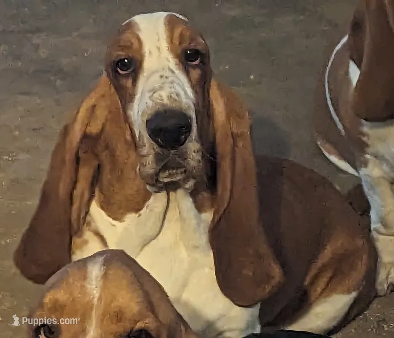 AKC August Naomi Pups – Basset Hound puppy for sale in Fredericksburg, TX