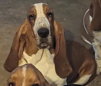 AKC August Naomi Pups, a female Basset Hound for sale in Fredericksburg, TX – 1 of 1