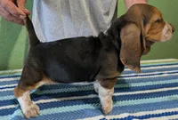 AKC Jodie, a female Basset Hound for sale in Fredericksburg, TX – 3 of 5