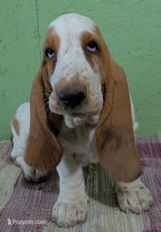 AKC Neville – Basset Hound puppy for sale in Fredericksburg, TX