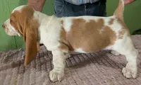 AKC Nutmeg, a female Basset Hound for sale in Fredericksburg, TX – 3 of 5