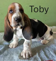 AKC Toby, a male Basset Hound for sale in Fredericksburg, TX – 2 of 6